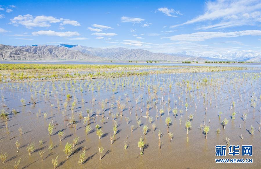 (壯麗70年·奮斗新時代——共和國發(fā)展成就巡禮·圖文互動)(9)人間奇跡在高原——新中國成立70年西藏發(fā)展成就紀(jì)實