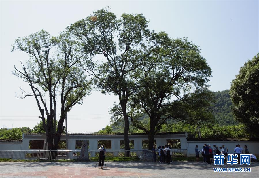 （壯麗70年&middot;奮斗新時代&mdash;&mdash;記者再走長征路&middot;圖文互動）（6）&ldquo;紅軍樹&rdquo;下憶初心、守初心