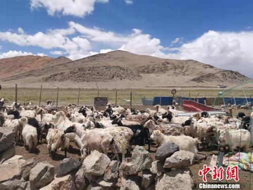 圖為羊群正從羊圈里出來。 謝藝觀 攝