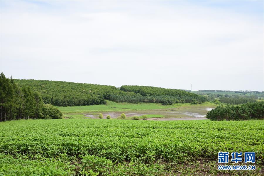 （在習(xí)近平新時(shí)代中國(guó)特色社會(huì)主義思想指引下&mdash;&mdash;新時(shí)代新作為新篇章&middot;圖文互動(dòng)）（2）向林木要錢(qián)，讓綠樹(shù)生金&mdash;&mdash;黑龍江省拜泉縣發(fā)展綠色經(jīng)濟(jì)助脫貧