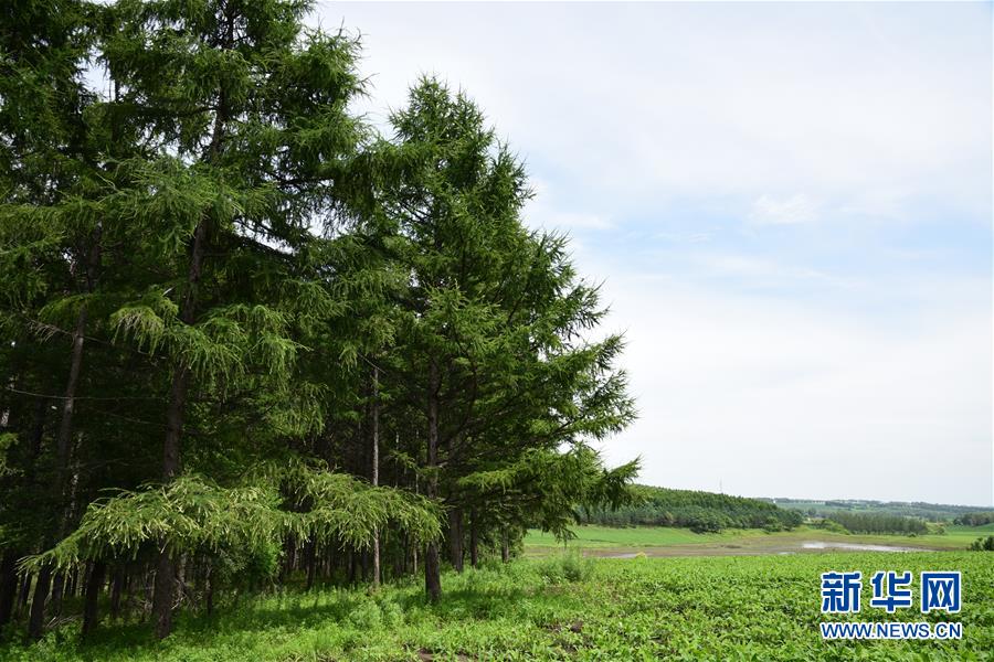 （在習(xí)近平新時(shí)代中國(guó)特色社會(huì)主義思想指引下&mdash;&mdash;新時(shí)代新作為新篇章&middot;圖文互動(dòng)）（1）向林木要錢(qián)，讓綠樹(shù)生金&mdash;&mdash;黑龍江省拜泉縣發(fā)展綠色經(jīng)濟(jì)助脫貧