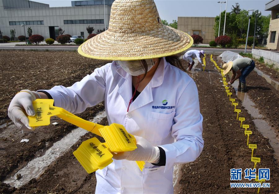 (壯麗70年·奮斗新時代——共和國發(fā)展成就巡禮)(10)看今朝齊風(fēng)魯韻 七十載芳華正勁——新中國成立以來山東領(lǐng)先發(fā)展紀(jì)實