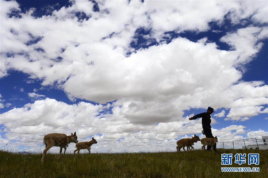 （今日關(guān)注&middot;第一屆國(guó)家公園論壇&middot;圖文互動(dòng)）（5）首個(gè)國(guó)家公園什么樣？專家?guī)阆?ldquo;睹&rdquo;為快