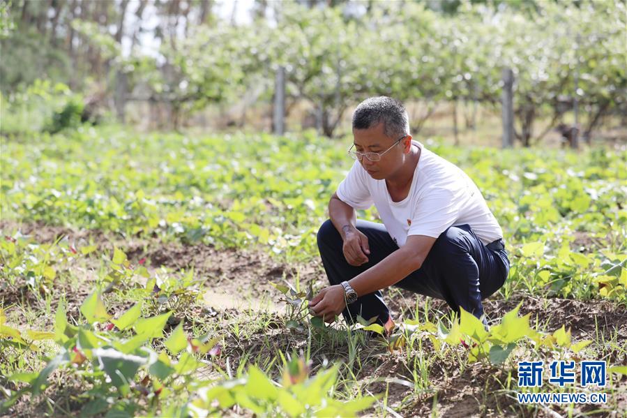 （不忘初心、牢記使命&middot;圖文互動）（4）&ldquo;上天入地&rdquo;也要帶領(lǐng)鄉(xiāng)親脫貧&mdash;&mdash;記廣東那毛村駐村第一書記彭彬