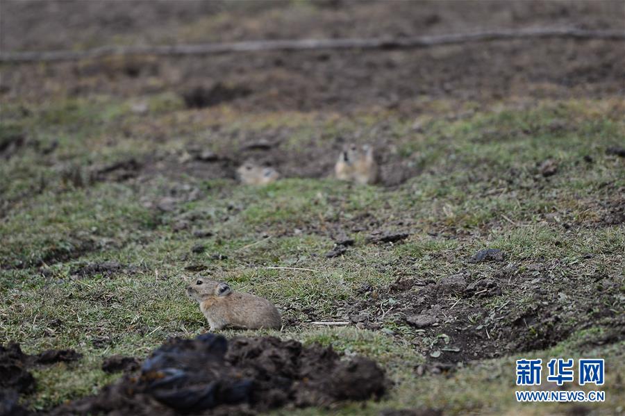 (新華全媒頭條·圖文互動)(11)確保“中華水塔”碧水東流——中國三江源生態(tài)保護報告