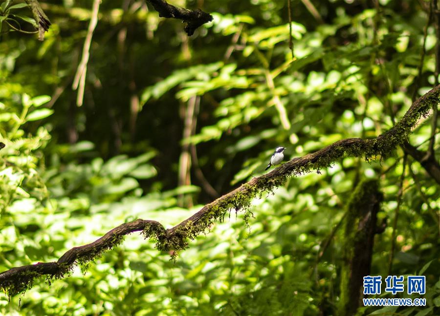 (決戰(zhàn)決勝脫貧攻堅·圖文互動)(3)怒江大峽谷興起“生態(tài)行當”