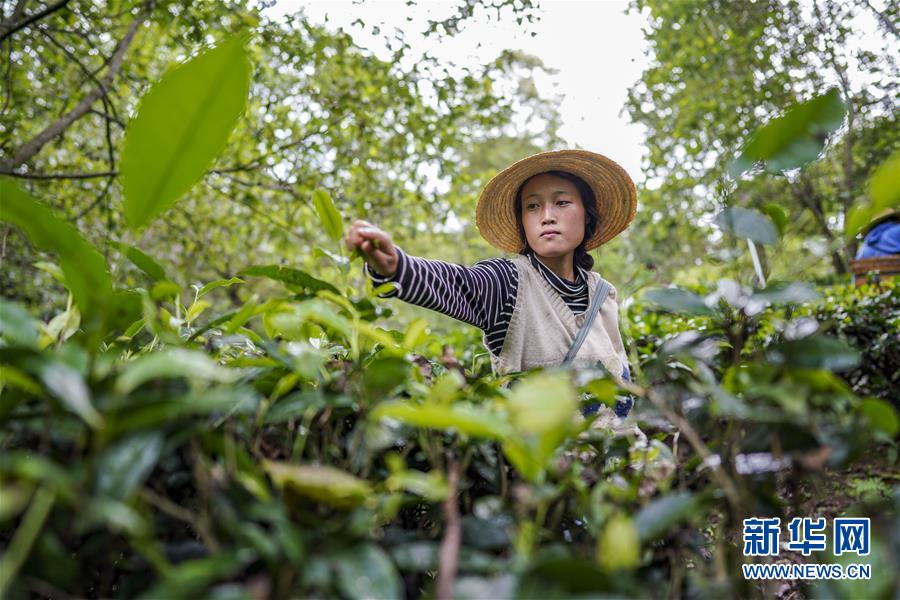 (決戰(zhàn)決勝脫貧攻堅·圖文互動)(4)怒江大峽谷興起“生態(tài)行當”