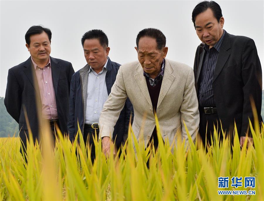 （壯麗70年&middot;奮斗新時(shí)代&mdash;&mdash;共和國榮光&middot;圖文互動(dòng)）（2）袁隆平：把對祖國的熱忱結(jié)成飽滿的稻穗