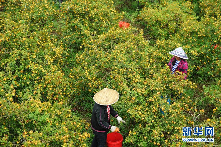 (全面深化改革·圖文互動(dòng))(4)“減”出效益 “融”出特色 “服”出動(dòng)力——貴州推進(jìn)農(nóng)村產(chǎn)業(yè)結(jié)構(gòu)調(diào)整觀(guān)察