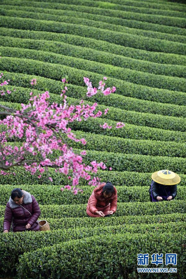 (全面深化改革·圖文互動(dòng))(7)“減”出效益 “融”出特色 “服”出動(dòng)力——貴州推進(jìn)農(nóng)村產(chǎn)業(yè)結(jié)構(gòu)調(diào)整觀(guān)察