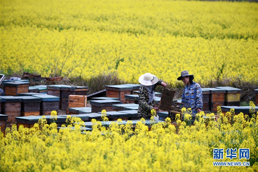 (全面深化改革·圖文互動(dòng))(8)“減”出效益 “融”出特色 “服”出動(dòng)力——貴州推進(jìn)農(nóng)村產(chǎn)業(yè)結(jié)構(gòu)調(diào)整觀(guān)察