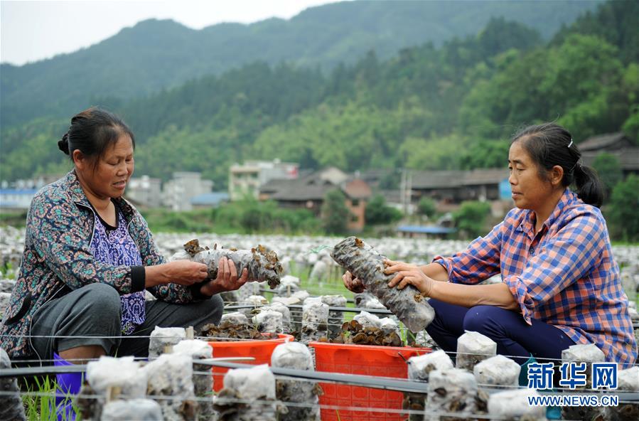(全面深化改革·圖文互動(dòng))(10)“減”出效益 “融”出特色 “服”出動(dòng)力——貴州推進(jìn)農(nóng)村產(chǎn)業(yè)結(jié)構(gòu)調(diào)整觀(guān)察