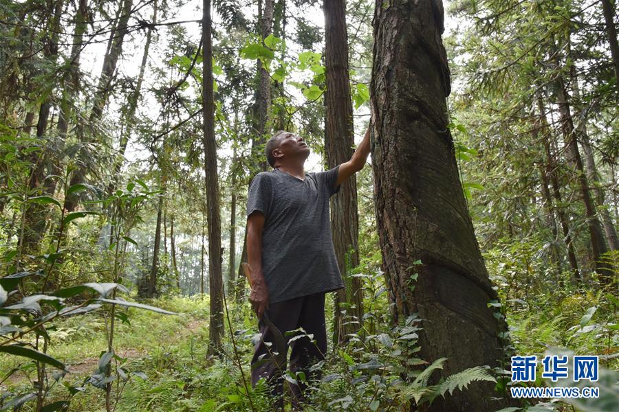 （愛國情 奮斗者&middot;圖文互動）（3）貴州印江高石坎護林隊：半輩子，以林場為家