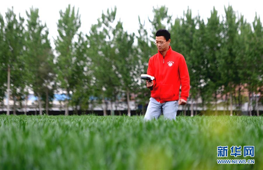 (在習(xí)近平新時代中國特色社會主義思想指引下——新時代新作為新篇章·總書記關(guān)心的百姓身邊事·圖文互動)(4)“農(nóng)”字頭照樣“大”作為——豐收時節(jié)看涉農(nóng)高校人才在希望的田野