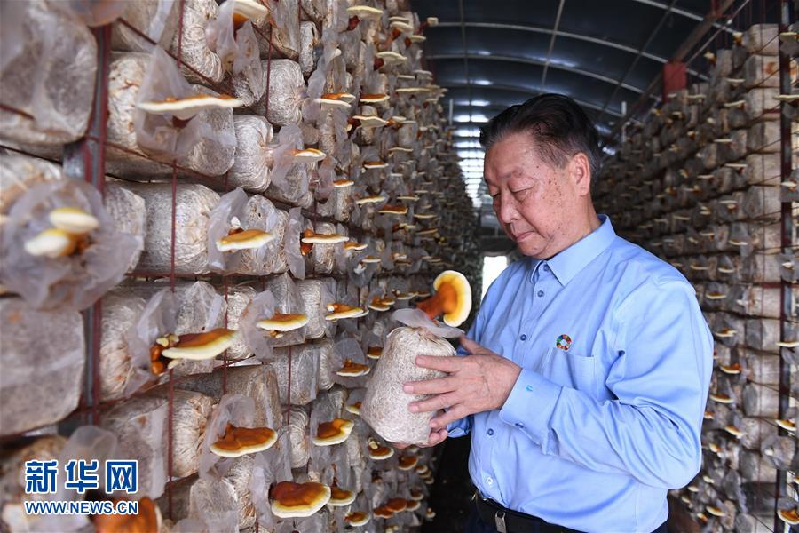 （不忘初心、牢記使命&middot;圖文互動(dòng)）（1）拳拳寸草心 濃濃報(bào)國(guó)情&mdash;&mdash;記&ldquo;菌草之父&rdquo;林占熺