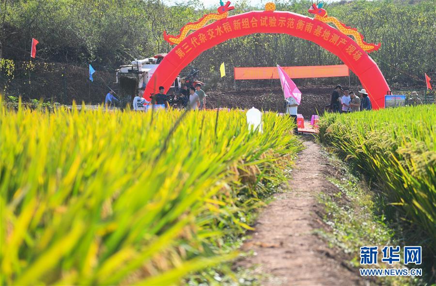 （圖文互動）（1）1046.3公斤！袁隆平第三代雜交水稻首次公開測產(chǎn)