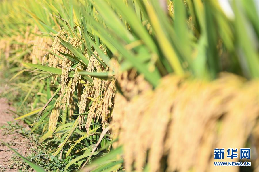 （圖文互動(dòng)）（8）1046.3公斤！袁隆平第三代雜交水稻首次公開(kāi)測(cè)產(chǎn)