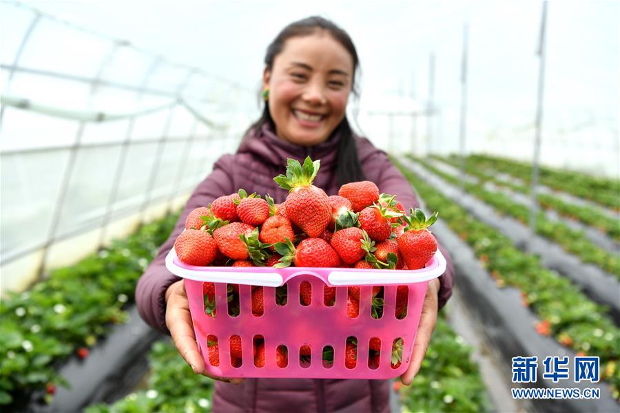 (新華全媒頭條·決戰(zhàn)決勝脫貧攻堅(jiān)·圖文互動)(2)歷史的決戰(zhàn) 偉大的創(chuàng)舉——“世界屋脊”上的反貧困奇跡