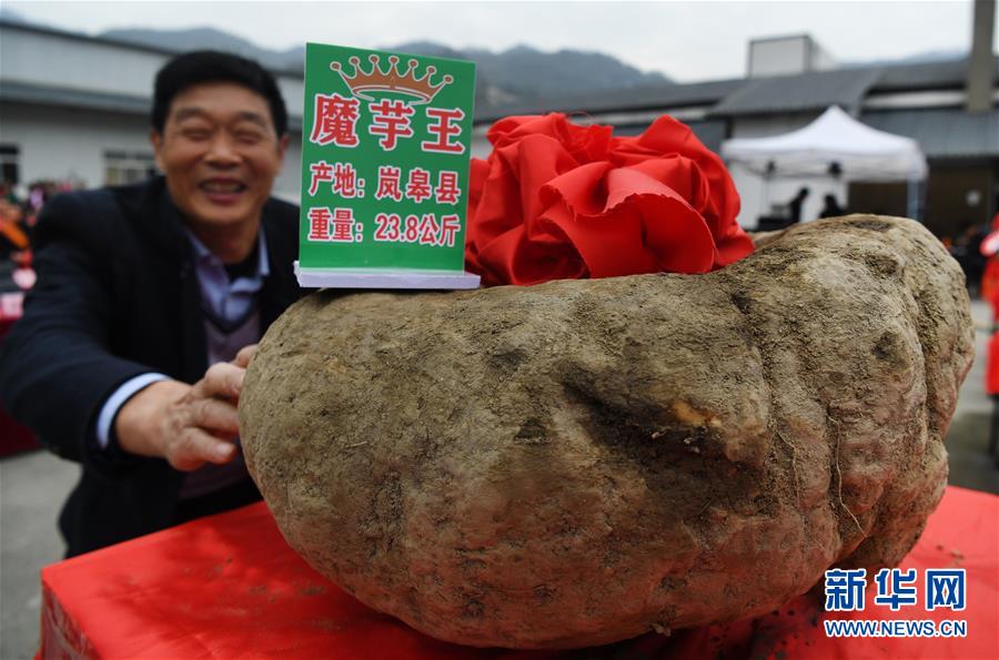 (脫貧攻堅(jiān))(4)陜西嵐皋魔芋 助力脫貧攻堅(jiān)