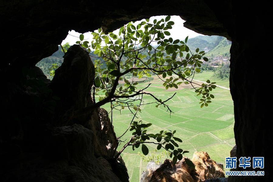 (圖文互動(dòng))(3)科學(xué)家成功從190萬(wàn)年前巨猿化石中提取到遺傳物質(zhì)