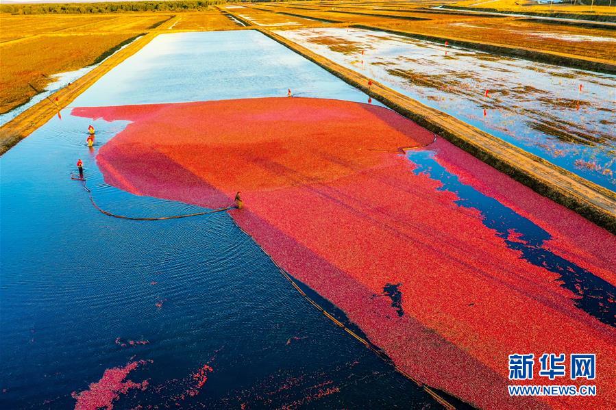 （脫貧攻堅(jiān)&middot;圖文互動）（2）中國東極故事之五：蔓越莓為什么這樣紅？