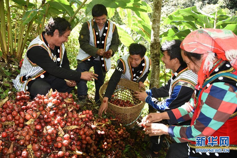 （在習近平新時代中國特色社會主義思想指引下&mdash;&mdash;新時代新作為新篇章&middot;總書記關(guān)切脫貧事&middot;決勝貧困&middot;圖文互動）（4）讓一方水土&ldquo;富養(yǎng)&rdquo;一方人&mdash;&mdash;扶貧特色產(chǎn)業(yè)惠及千家萬戶