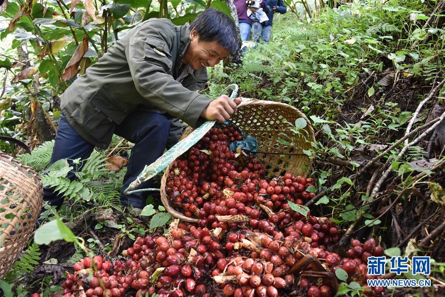 （在習近平新時代中國特色社會主義思想指引下&mdash;&mdash;新時代新作為新篇章&middot;總書記關(guān)切脫貧事&middot;決勝貧困&middot;圖文互動）（5）讓一方水土&ldquo;富養(yǎng)&rdquo;一方人&mdash;&mdash;扶貧特色產(chǎn)業(yè)惠及千家萬戶
