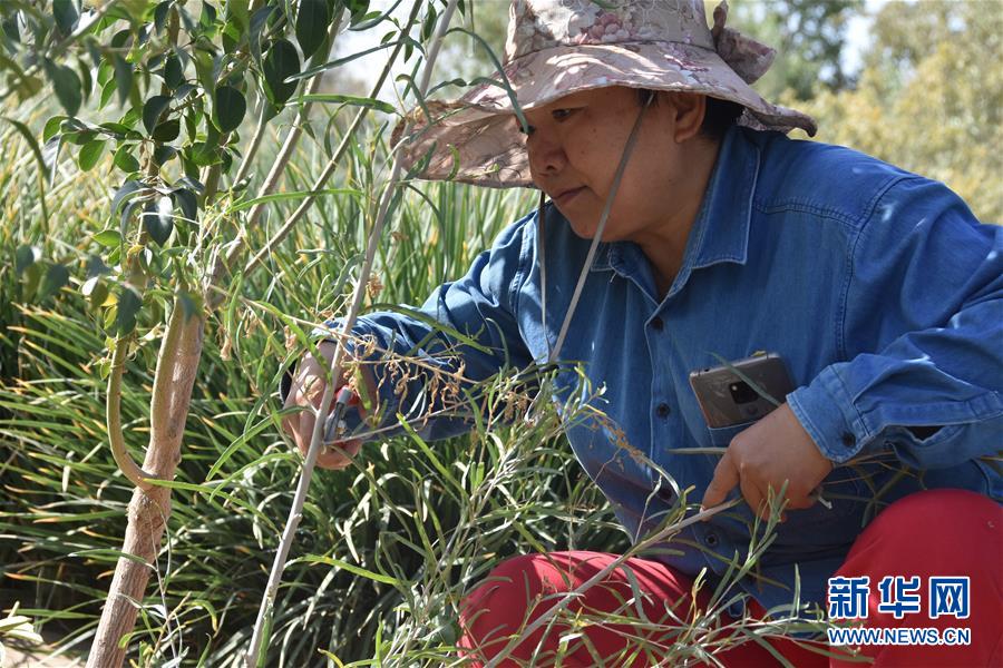 (新華全媒頭條·圖文互動(dòng))(4)塔克拉瑪干的“播綠使者”——中科院新疆生態(tài)與地理研究所高級(jí)工程師常青的故事