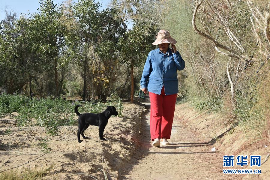 (新華全媒頭條·圖文互動(dòng))(9)塔克拉瑪干的“播綠使者”——中科院新疆生態(tài)與地理研究所高級(jí)工程師常青的故事