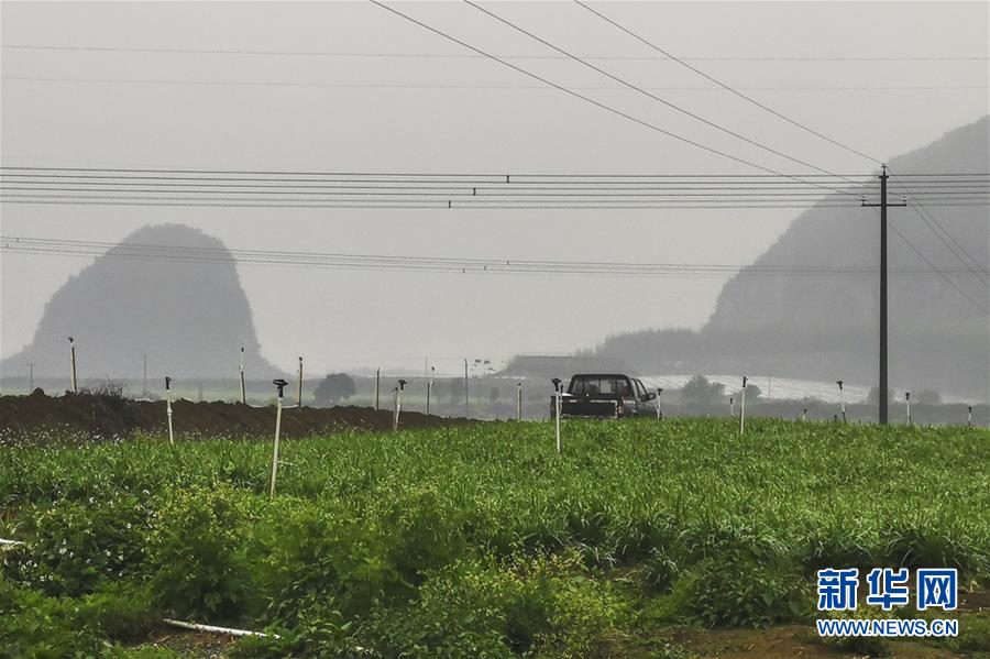 （聚焦疫情防控&middot;圖文互動(dòng)）（3）&ldquo;得知要送武漢 凌晨出來摘菜&rdquo;&mdash;&mdash;中國(guó)&ldquo;南菜園&rdquo;廣西全力抗疫保供應(yīng)