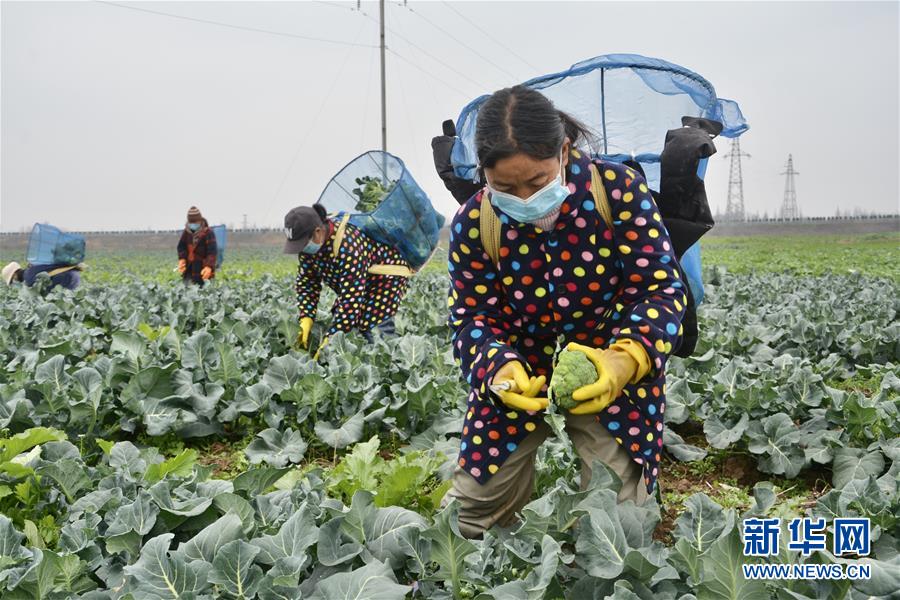 （做好六穩(wěn)工作 應(yīng)對復(fù)雜局面&middot;圖文互動）（1）穩(wěn)住&ldquo;菜籃子&rdquo; 守住&ldquo;好日子&rdquo;