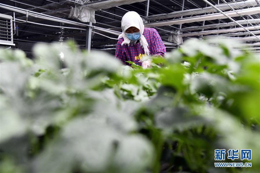 (圖文互動)(3)別樣的春耕——來自農(nóng)業(yè)大省山東的春耕備耕見聞