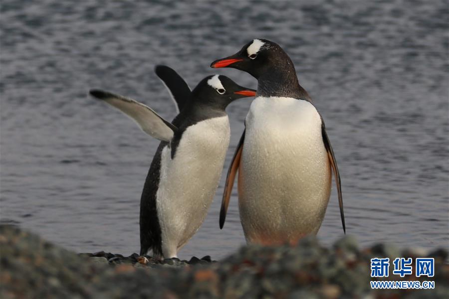 (“雪龍”探南極·圖文互動(dòng))(6)記者手記:南極筑“城”記——在長城站讀《中國南極長城站》