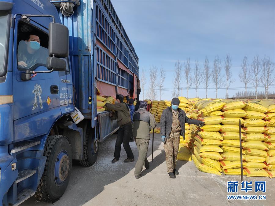 (春耕備耕·圖文互動(dòng))(1)“疫”線賽農(nóng)時(shí) 播種新希望——產(chǎn)糧大省黑龍江別樣“備耕圖”