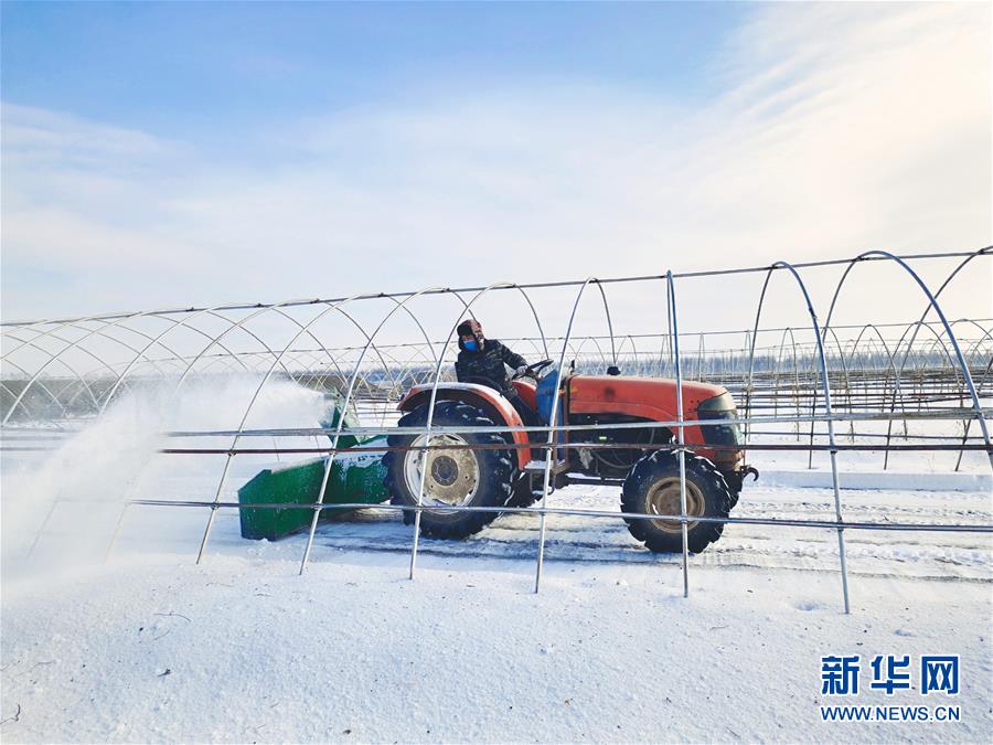 (春耕備耕·圖文互動(dòng))(2)“疫”線賽農(nóng)時(shí) 播種新希望——產(chǎn)糧大省黑龍江別樣“備耕圖”