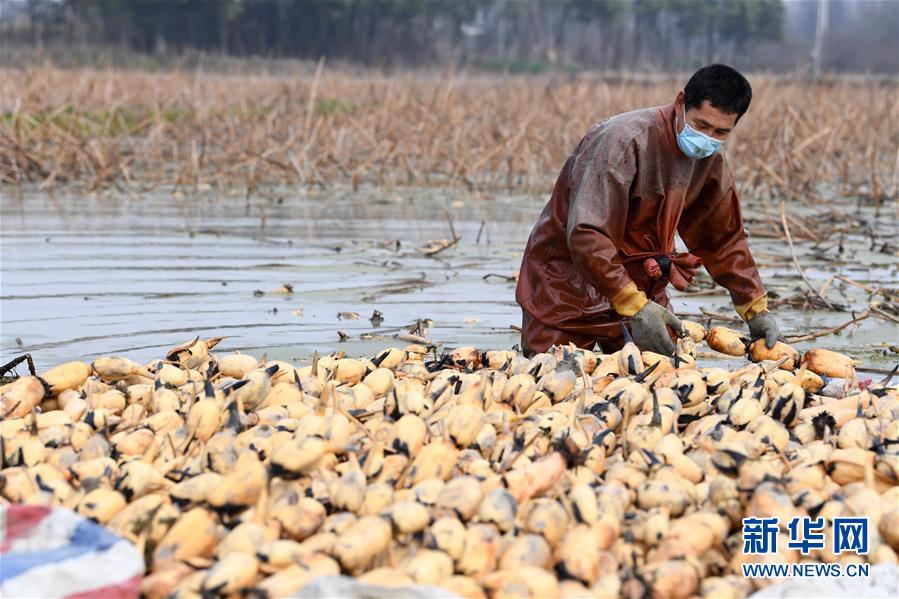 (經濟)(2)初春時節(jié)挖藕忙