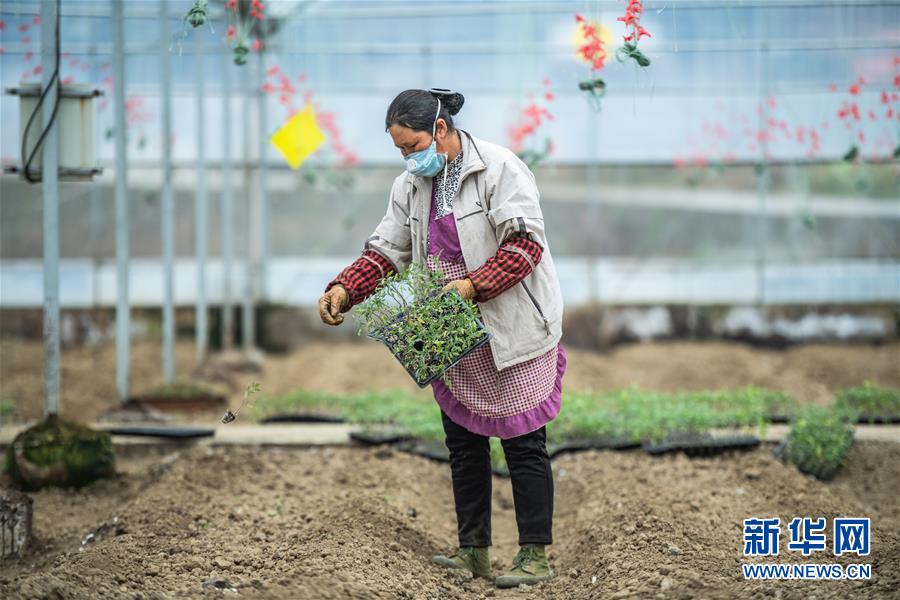 (新華全媒頭條·圖文互動(dòng))(9)書(shū)寫(xiě)新的轉(zhuǎn)折——寫(xiě)在革命老區(qū)遵義全面脫貧之際