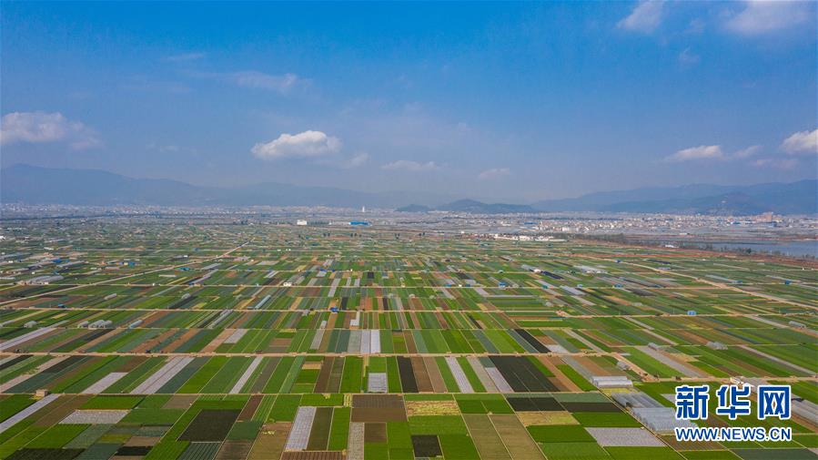 （抓好春耕備耕 穩(wěn)住農(nóng)業(yè)生產(chǎn)&middot;圖文互動）（5）&ldquo;栽種的是菜苗，收獲的是希望&rdquo;&mdash;&mdash;云南蔬菜集散地通海縣春耕見聞 