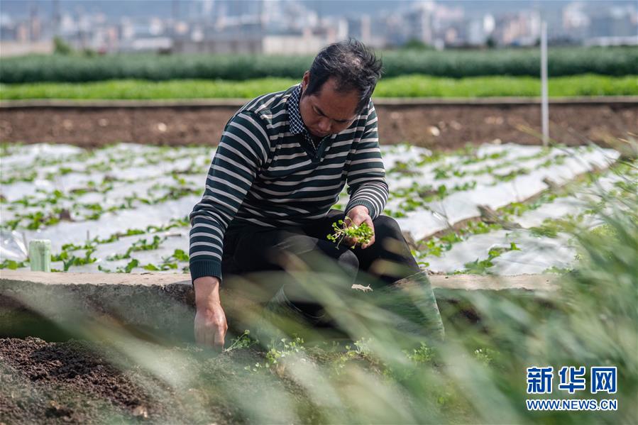 （抓好春耕備耕 穩(wěn)住農(nóng)業(yè)生產(chǎn)&middot;圖文互動）（3）&ldquo;栽種的是菜苗，收獲的是希望&rdquo;&mdash;&mdash;云南蔬菜集散地通?？h春耕見聞 