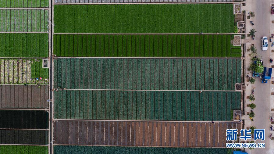 （抓好春耕備耕 穩(wěn)住農(nóng)業(yè)生產(chǎn)&middot;圖文互動）（1）&ldquo;栽種的是菜苗，收獲的是希望&rdquo;&mdash;&mdash;云南蔬菜集散地通?？h春耕見聞 