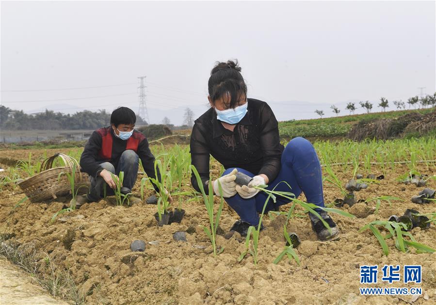 (在習(xí)近平新時代中國特色社會主義思想指引下——新時代新作為新篇章·習(xí)近平總書記關(guān)切事·圖文互動)(5)為農(nóng)田注入硬核生產(chǎn)力——一些地方春耕中農(nóng)業(yè)科技創(chuàng)新掃描