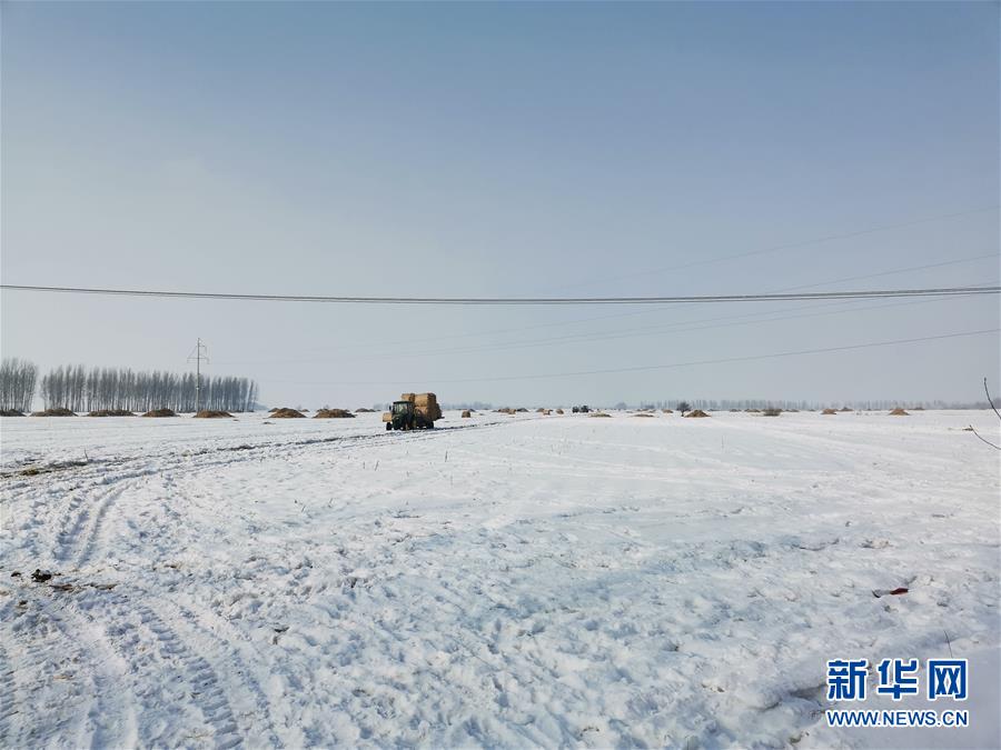 (抓好春耕備耕 穩(wěn)住農(nóng)業(yè)生產(chǎn)·圖文互動)(2)土地找“管家” 線上保春耕——黑龍江省蘭西縣農(nóng)業(yè)生產(chǎn)托管服務(wù)見聞