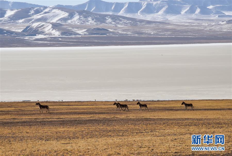 (新華全媒頭條·圖文互動)(3)跨越半個世紀(jì)的生命遷徙——西藏極高海拔生態(tài)搬遷破解人與自然共生難題