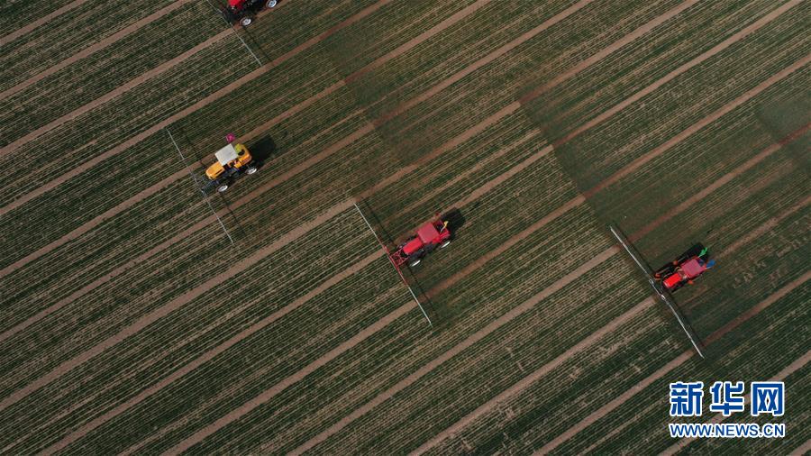 (新華全媒頭條·圖文互動)(5)春色最濃在田間——來自全國春耕備耕的現(xiàn)場觀察