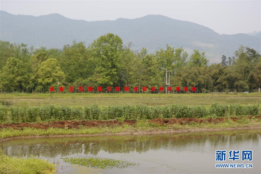 (圖文互動)(2)疏通產(chǎn)業(yè)鏈堵點 保障“菜籃子”供應——重慶養(yǎng)殖大區(qū)力促養(yǎng)殖業(yè)補損復產(chǎn)