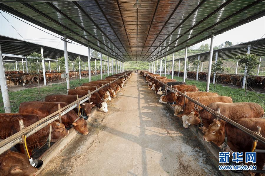 （圖文互動）（4）疏通產業(yè)鏈堵點 保障&ldquo;菜籃子&rdquo;供應&mdash;&mdash;重慶養(yǎng)殖大區(qū)力促養(yǎng)殖業(yè)補損復產