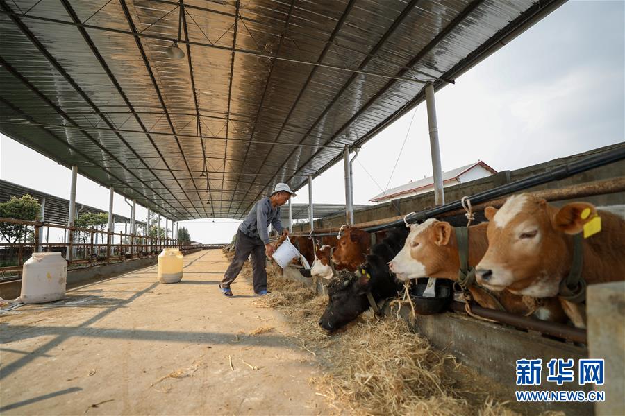 （圖文互動）（5）疏通產(chǎn)業(yè)鏈堵點 保障&ldquo;菜籃子&rdquo;供應(yīng)&mdash;&mdash;重慶養(yǎng)殖大區(qū)力促養(yǎng)殖業(yè)補(bǔ)損復(fù)產(chǎn)