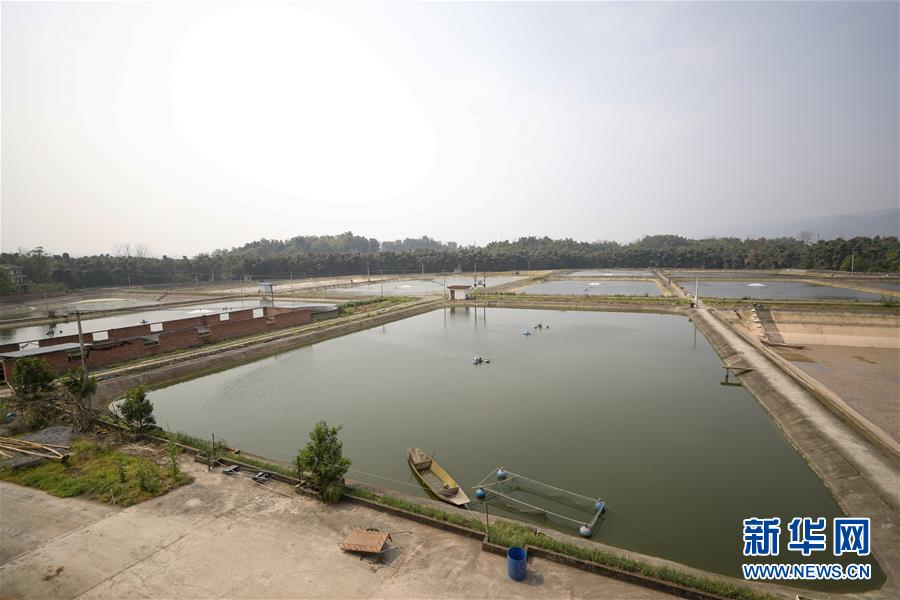 （圖文互動(dòng)）（6）疏通產(chǎn)業(yè)鏈堵點(diǎn) 保障&ldquo;菜籃子&rdquo;供應(yīng)&mdash;&mdash;重慶養(yǎng)殖大區(qū)力促養(yǎng)殖業(yè)補(bǔ)損復(fù)產(chǎn)