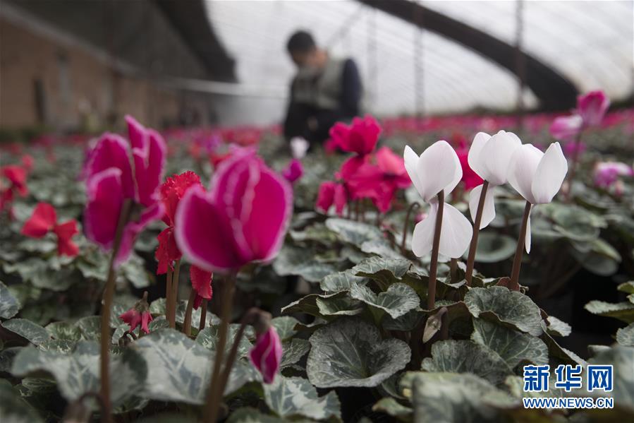 （在習近平新時代中國特色社會主義思想指引下&mdash;&mdash;新時代新作為新篇章&middot;習近平總書記關切事&middot;圖文互動）（2）希望的田野，希望的春天&mdash;&mdash;各地農(nóng)業(yè)生產(chǎn)新動態(tài)掃描