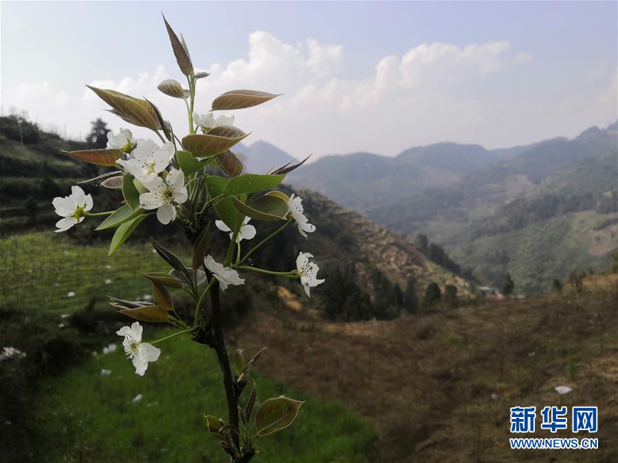 （決戰(zhàn)決勝脫貧攻堅&middot;圖文互動）（1）寄相思，償夙愿&mdash;&mdash;5封清明&ldquo;家書&rdquo;里的決戰(zhàn)決勝信念